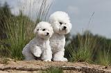 BICHON FRISE 378